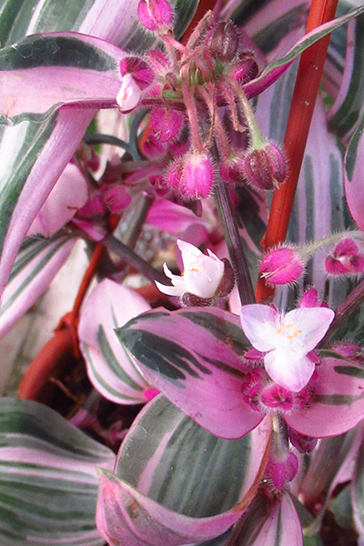 Tradescantia Nanouk 4"