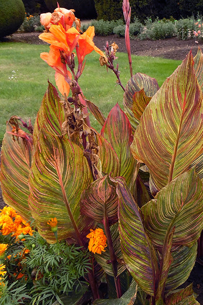 Tropicana® Canna Lily 15G