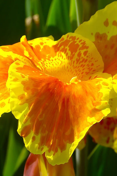 Tropicana® Canna Lily 1G