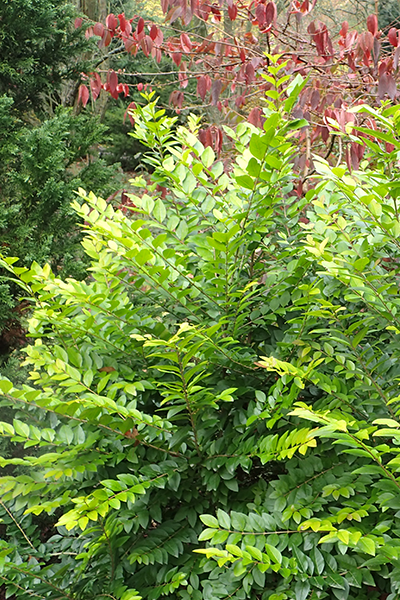 Vicary Golden Privet 5G