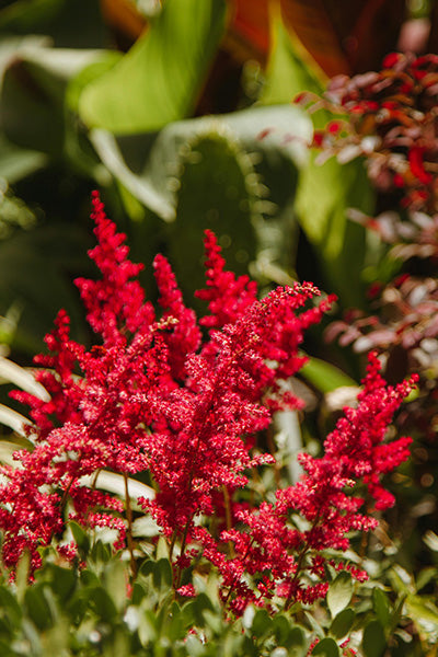 Vision in Red® Astilbe 1G