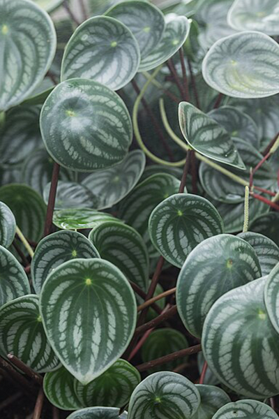 Watermelon Peperomia 4”