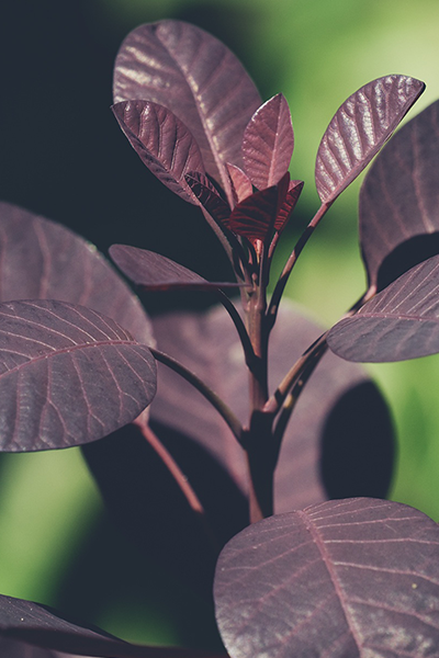 Winecraft Black Smokebush 2G