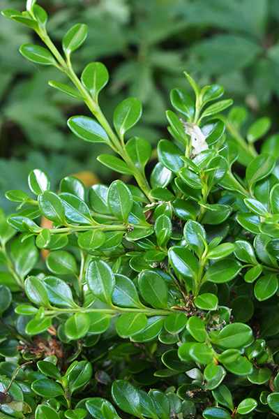 Winter Gem Boxwood 1G