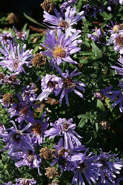 Woods Blue Aster 1G