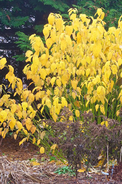 Yellow Twig Dogwood 5G