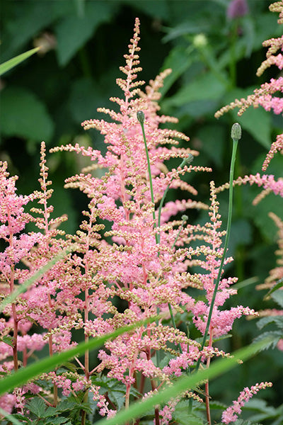 Younique™ Salmon Astilbe 1G
