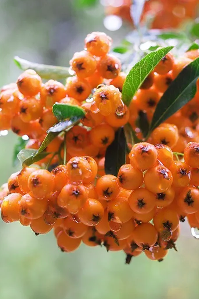 Yukon Pyracantha 5G