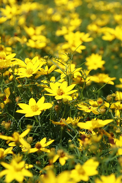 Zagreb® Coreopsis 1G