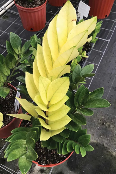 Zamioculcas Chameleon 6”