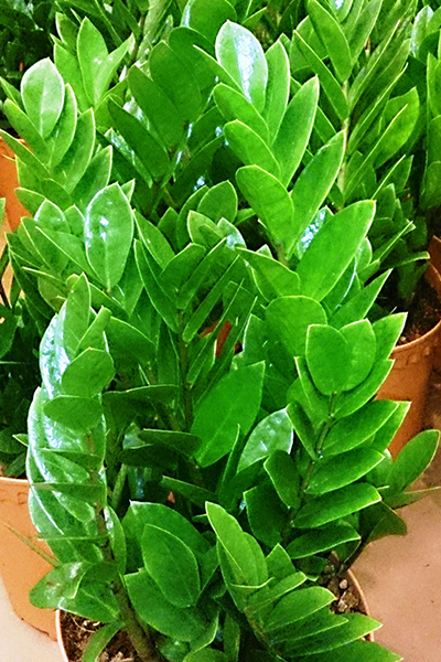 Zamioculcas (ZZ Plant) 6”
