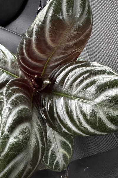 Zebra Plant Nova Fuego 2”