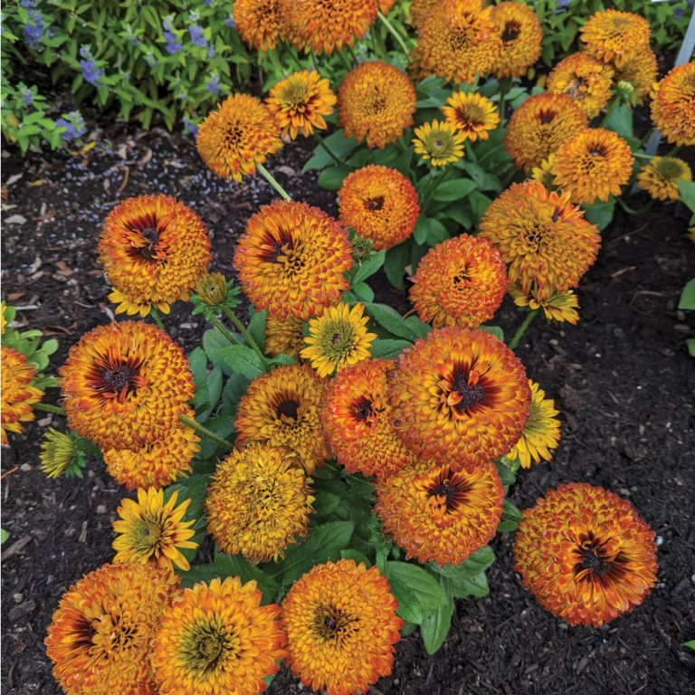 Solar Sisters Black Eyed Susan 1G