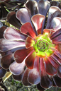 Aeonium Black Rose 6”