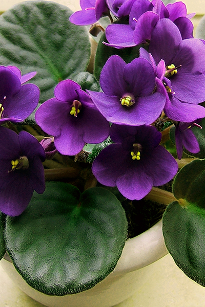 African Violet 6” Assorted