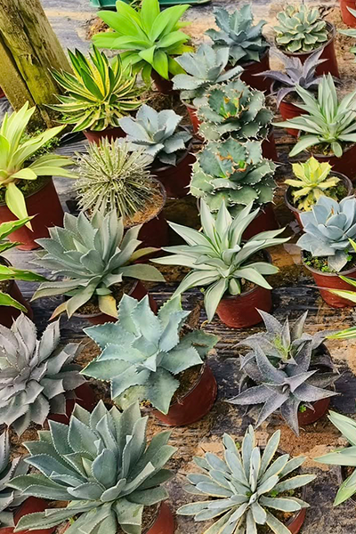 Agave Assorted 12”