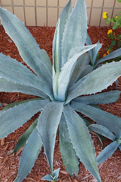 Agave Silver Star 4”