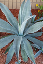 Agave Silver Star 4”