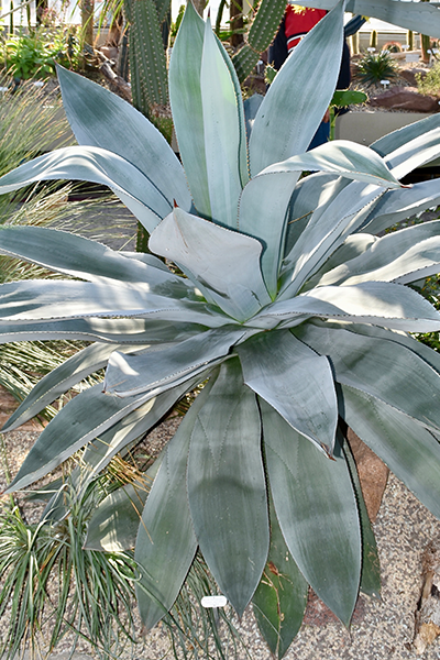 Agave Superwhite 4”