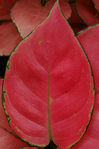 Aglaonema Lucky Red 6”