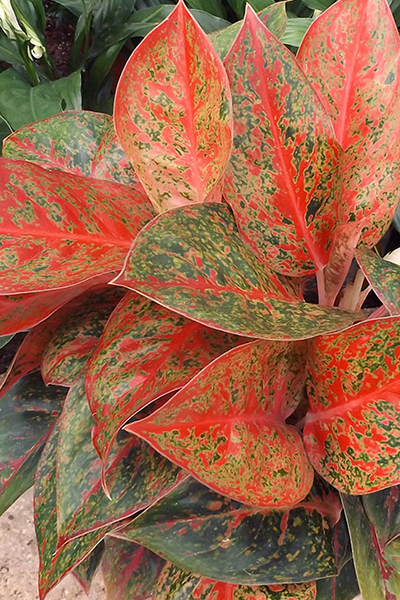 Aglaonema Ruby Ray 4”