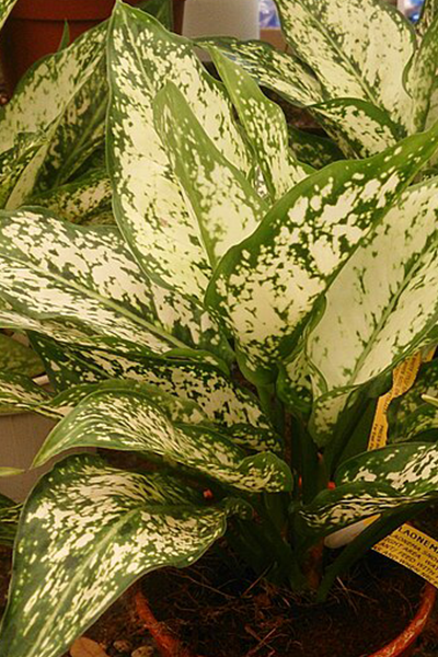 Aglaonema White Snow 4”