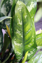 Aglaonema Maria 4"