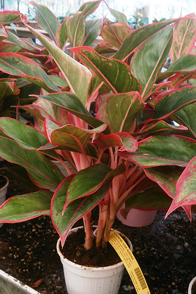 Aglaonema Siam 4"