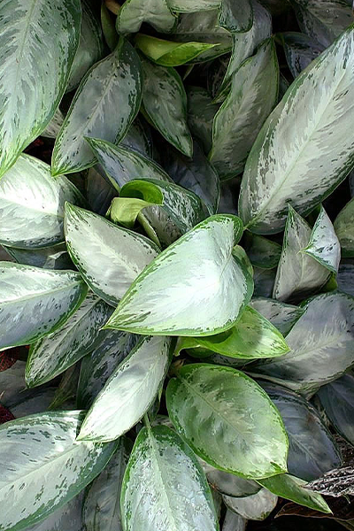 Aglaonema Silverado 10"
