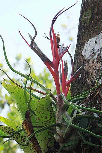 Air Plant Medium