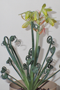 Albuca Frizzle Sizzle 2”