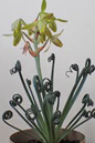 Albuca Frizzle Sizzle 4”