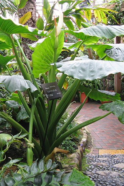 Alocasia Borneo Giant 10”