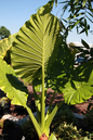 Alocasia Calidora 14”