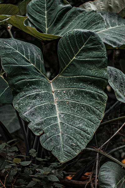 Alocasia Dark Star 10”