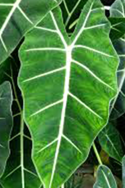 Alocasia Frydek Variegated 2”