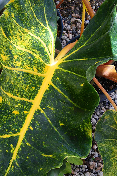 Alocasia Golden Bone 6”