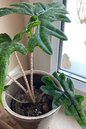 Alocasia Jacklyn 4”