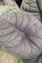 Alocasia Maharani 6”