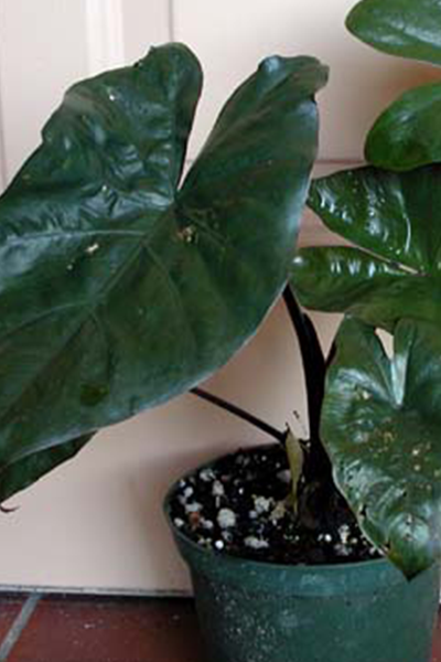Alocasia Metalhead 10”