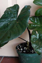 Alocasia Metalhead 10”