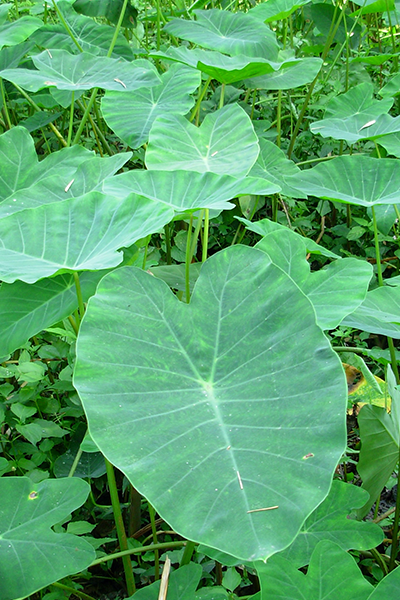 Alocasia Odora Batik 4”