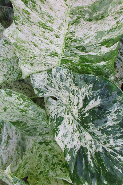 Alocasia Odora Variegated 6”