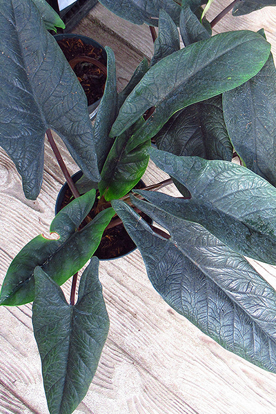 Alocasia Scalprum 4”