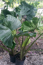 Alocasia Stingray 4”
