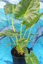Alocasia Yellow Tail 4”