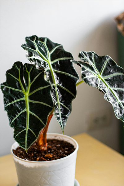 Alocasia Polly 4”