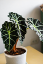 Alocasia Polly 4”