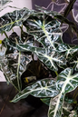 Alocasia Polly 6"