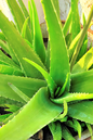 Aloe Vera 6”
